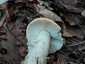Sárga galóca (Amanita gemmata), Őrség
